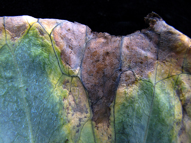 Black rot on cabbage