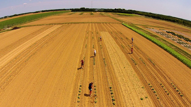 Aerial view of vegetable pathology research plots at the Long Island Horticultural Research and Extension Center.