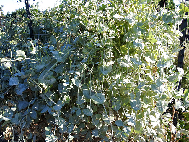 peas powdery mildew