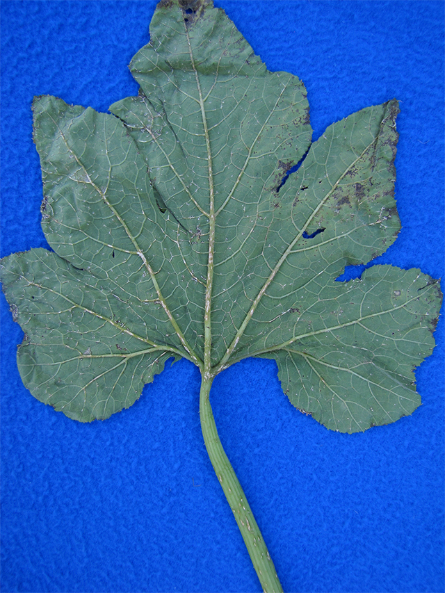 plecto-leaf-bottomx640