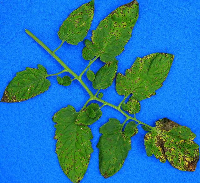 septoria leaf spot