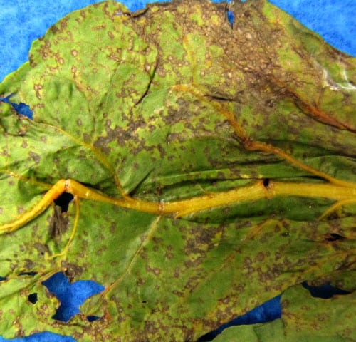 Cercospora leaf spot of Swiss chard