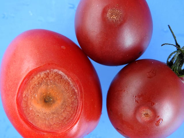 tomato anthracnose