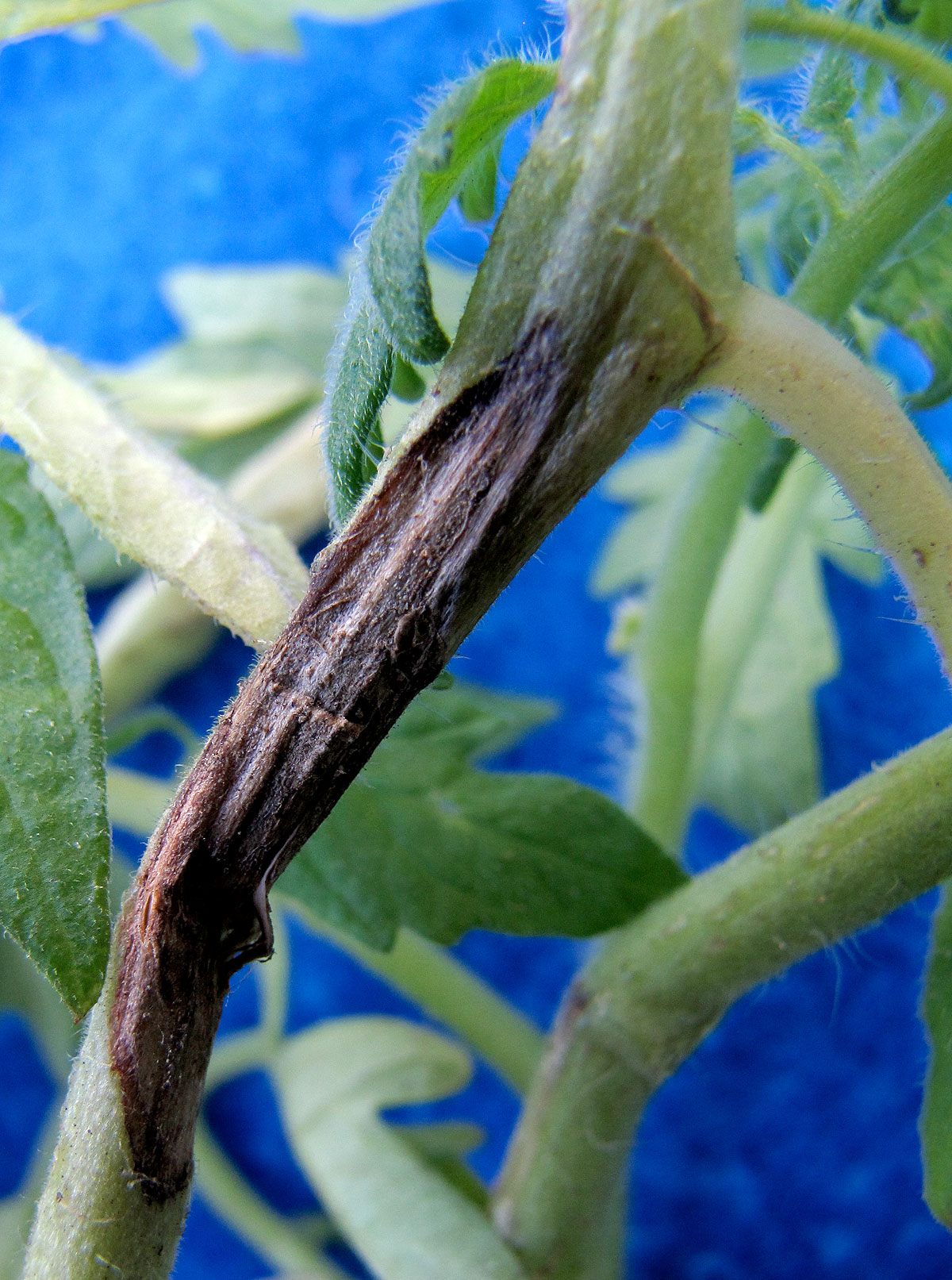 Gray mold on tomatoes | Vegetable Pathology – Long Island Horticultural