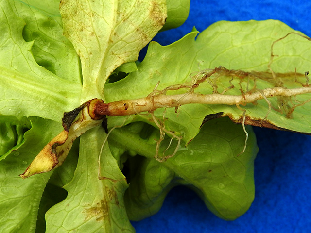 lettuce crown girdling