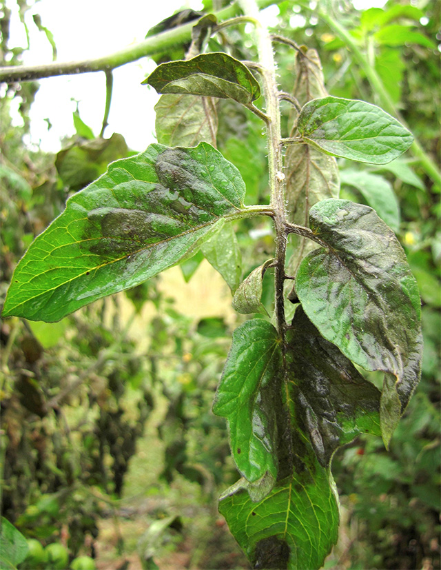 Inspect tomato plant leaves for early symptoms of late blight, such as the discoloration shown here. And then act fast! 