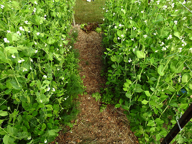 Peas and path later in the season.