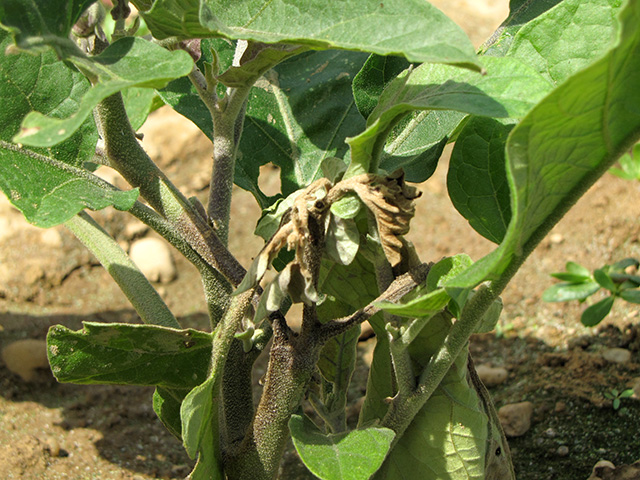 phytophthora-eggplant2x640