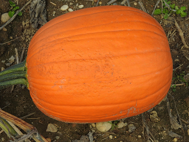 pumpkin-sunscald1x640