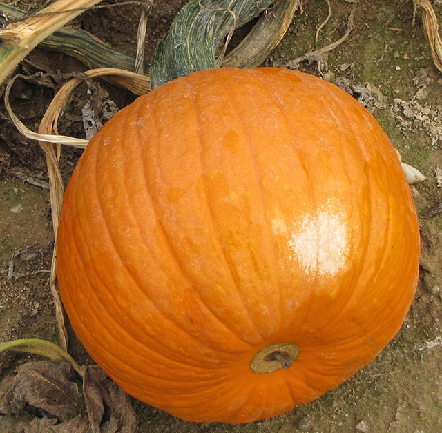pumpkin-sunscald8x640