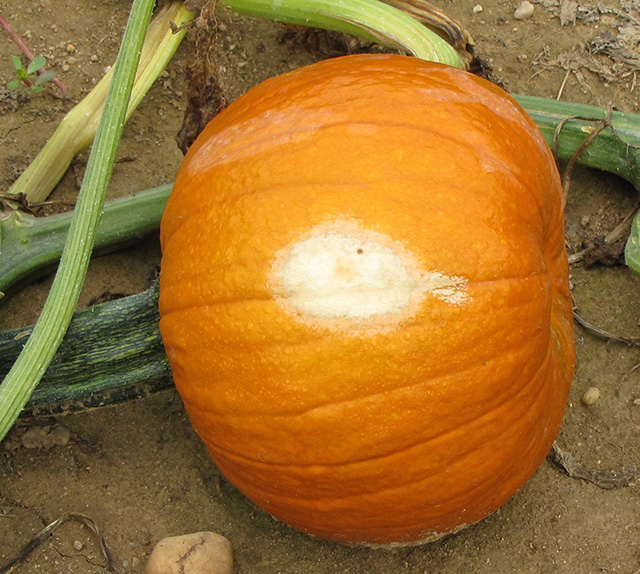 pumpkin-sunscald9x640