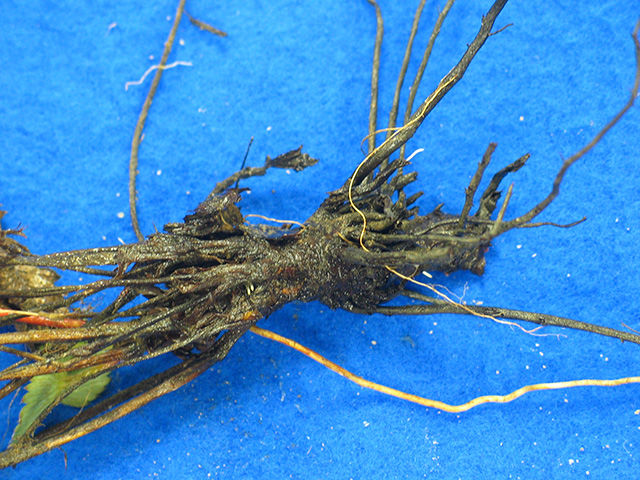 black-root-rot