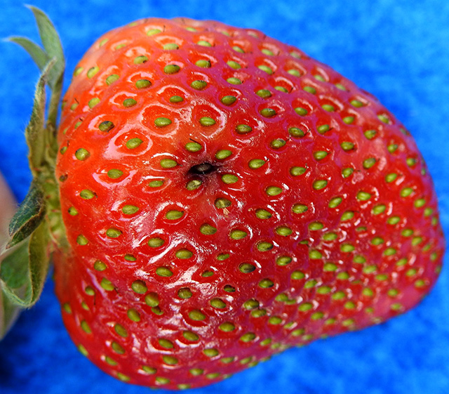strawberry-black-seed