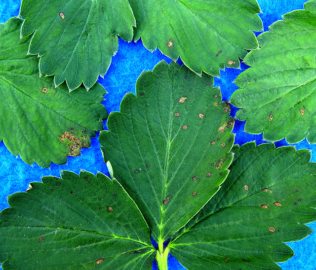 strawberry-leaf-spot
