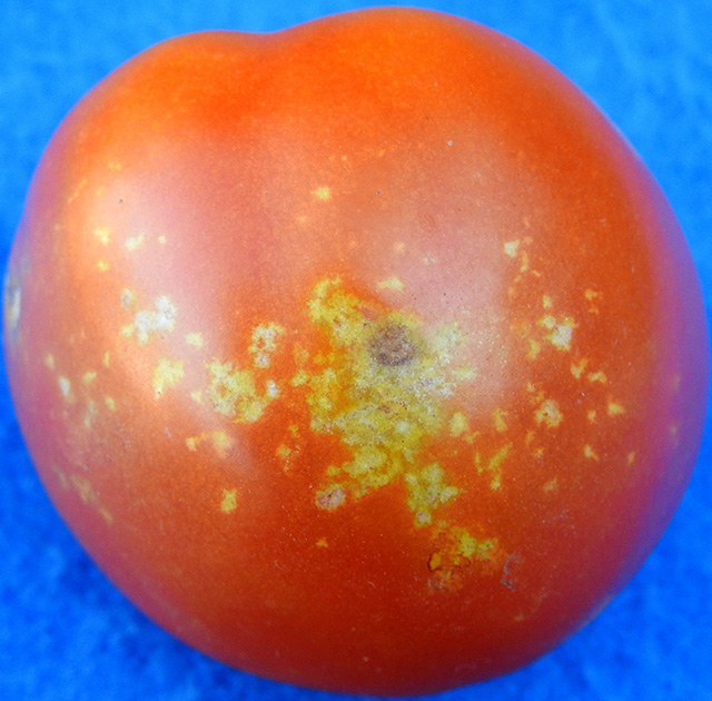 Stinkbug feeding on tomato fruit