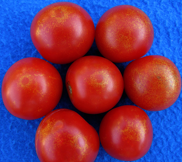 Thrips feeding damage on tomato fruit.