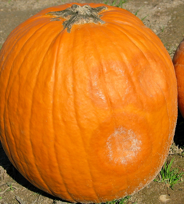 infected pumpkin