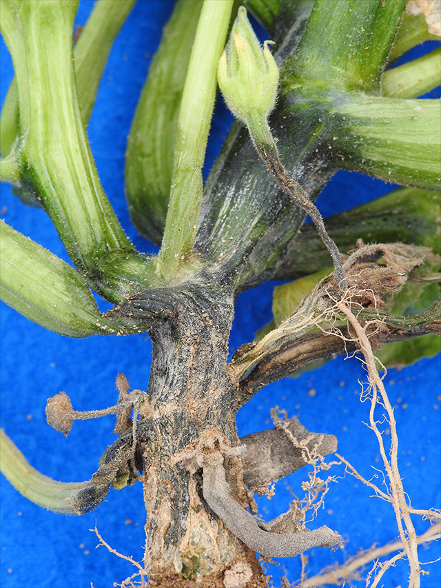 Phytophthora capsici