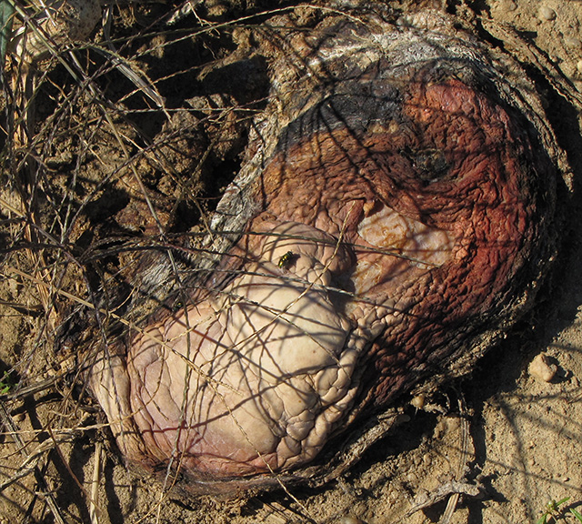 collapsed fruit