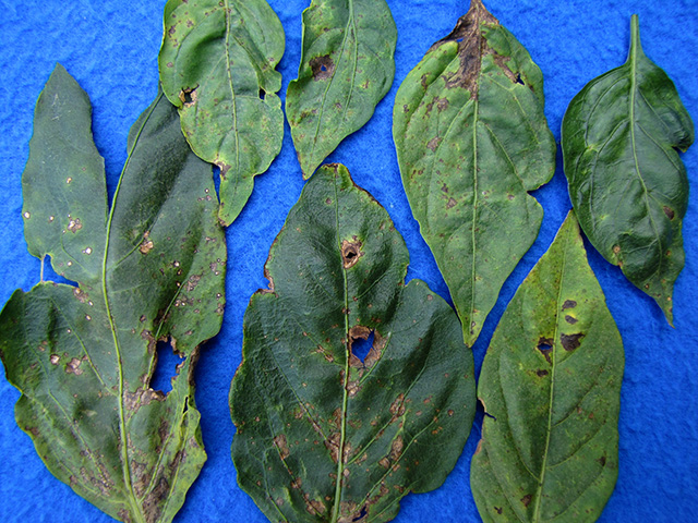 Bacterial leaf spot in pepper 