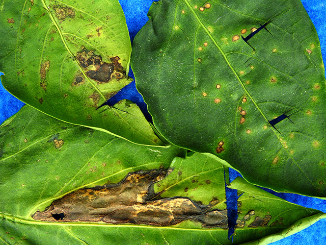 Bacterial leaf spot in pepper 