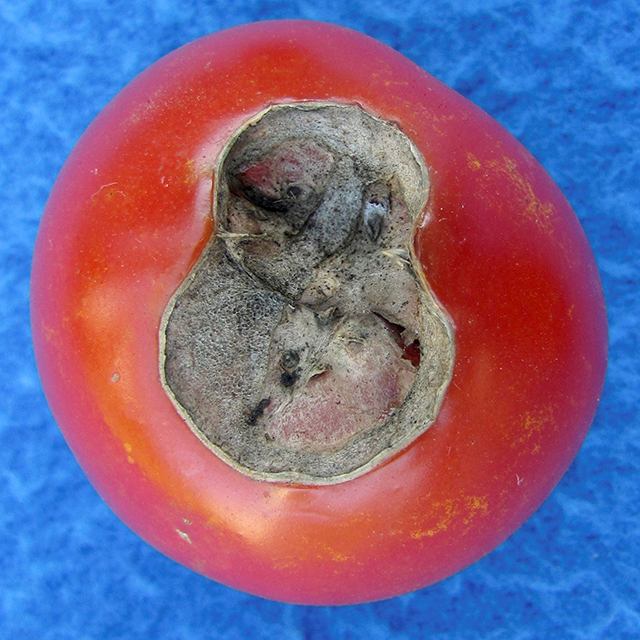 Tomato hornworm feeding injury to fruit.