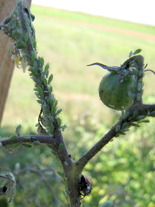 Matt’s Wild Cherry tomato plant heavily infested by aphids. Lady bug present at bottom of stem.