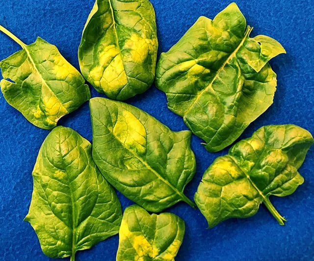spinach downy mildew