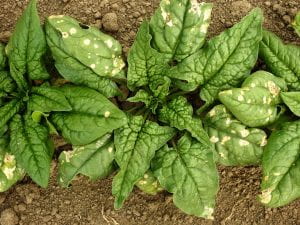 Stemphylium leaf spot in spinach