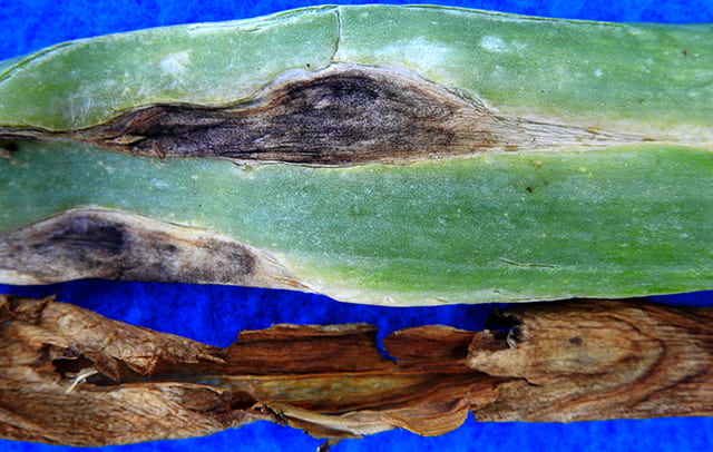 Stemphylium leaf blight in onion