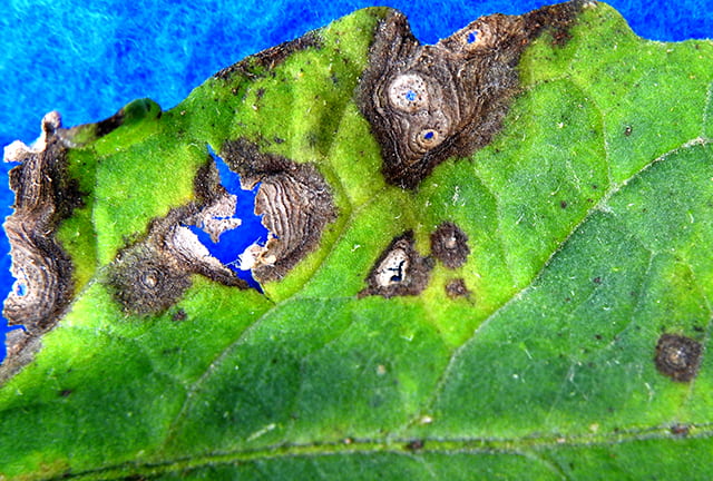 Leaf spots sometimes have concentric rings similar to early blight. Presence of very tiny black structures (pycnidia) in the center of these spots confirms they are symptoms of Septoria leaf spot.