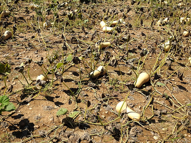 downy mildew devastated butternut field