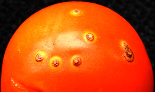 bacterial canker on tomato fruit