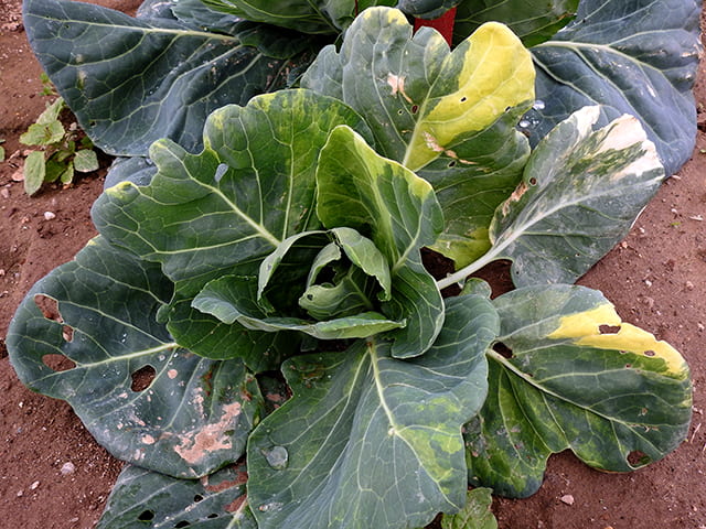 cabbage chimera