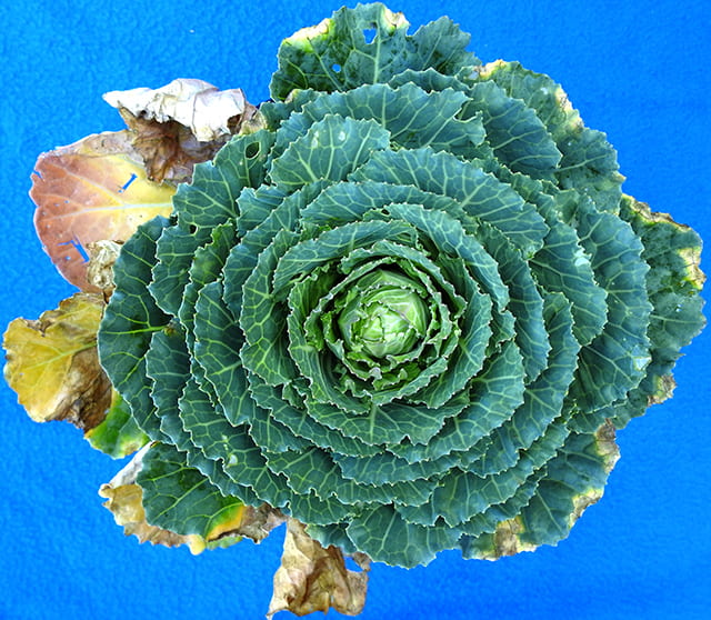 black rot on ornamental cabbage
