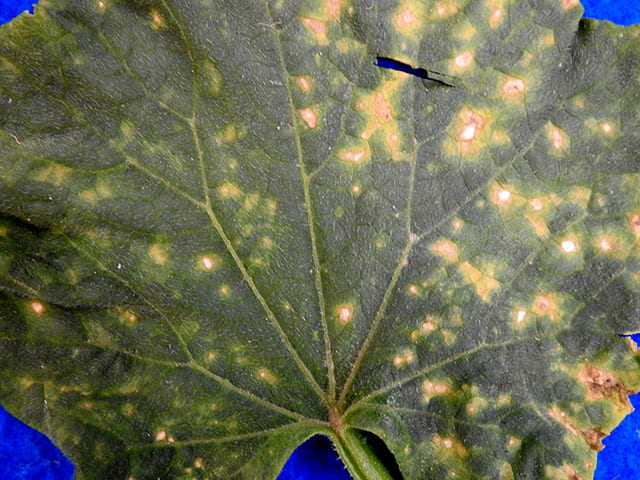 bacterial leaf spot on cucumber