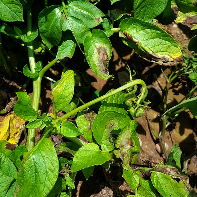 leaf spot on potato caused by phytophthora nicotianae