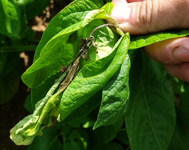 leaf spot on potato caused by phytophthora nicotianae