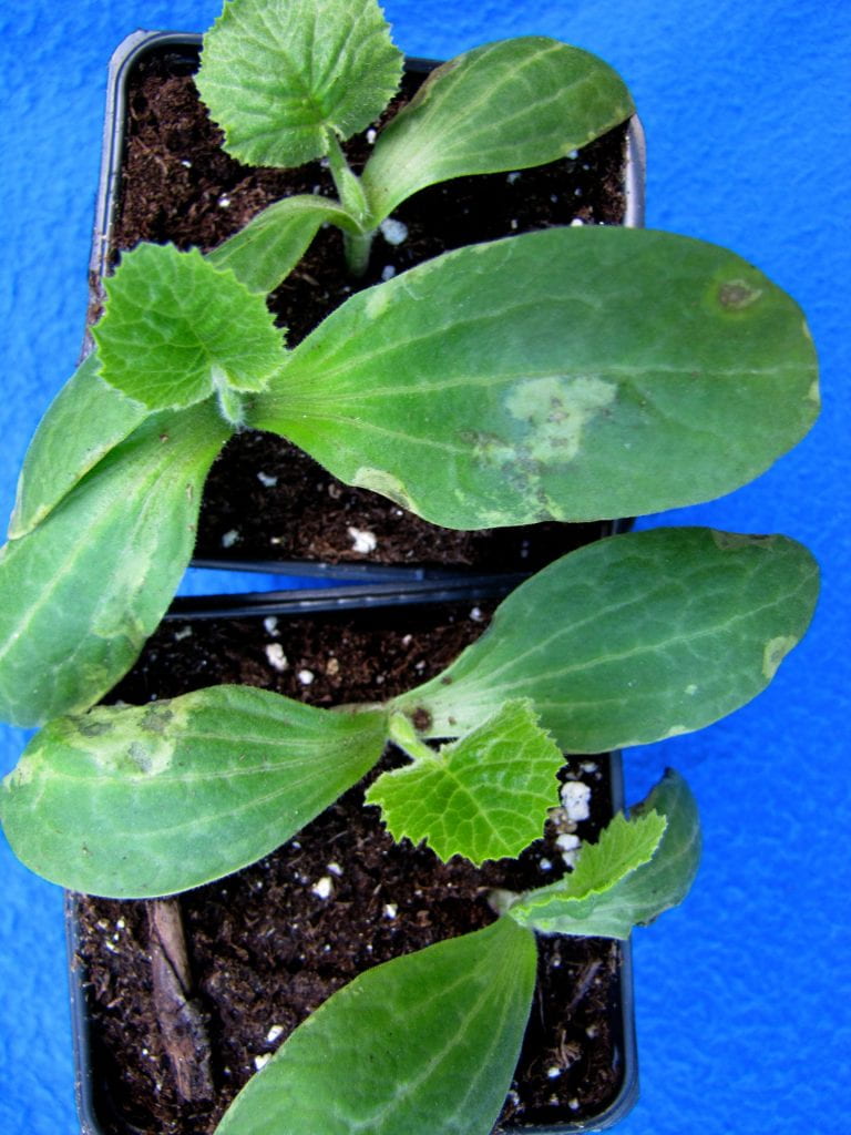 Angular leaf spot on zucchini seedlings