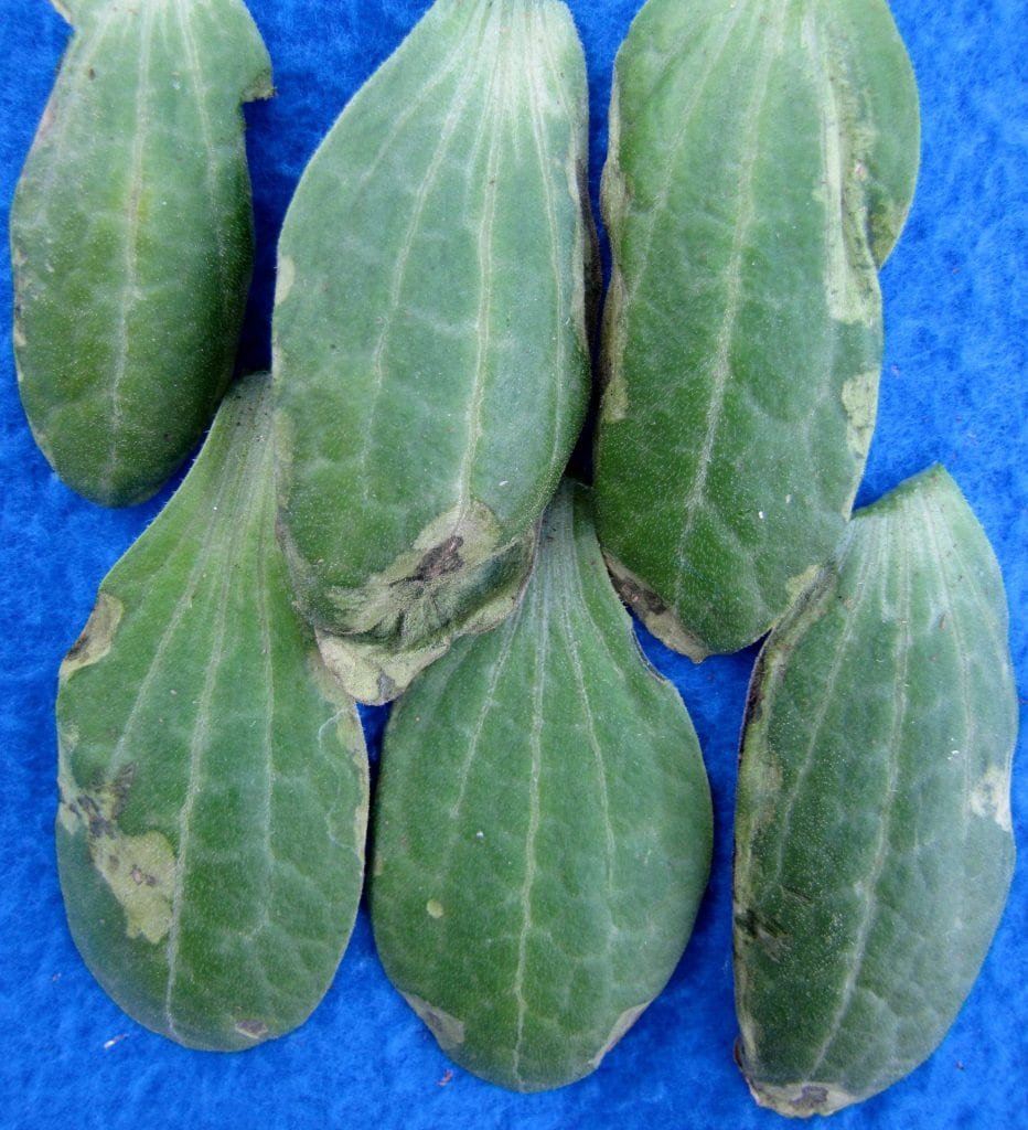 Angular leaf spot on zucchini seedlings