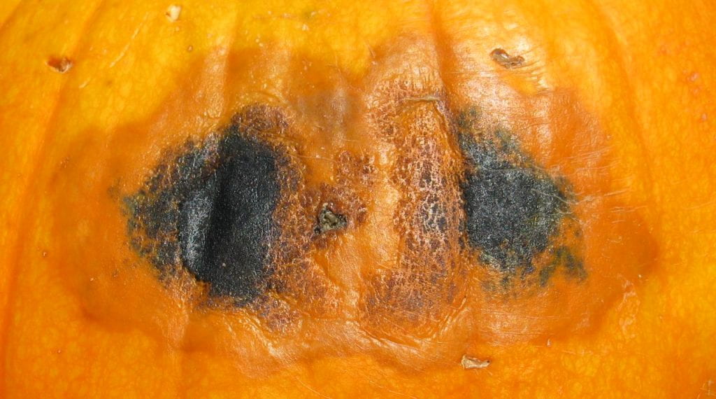 black rot on pumpkin