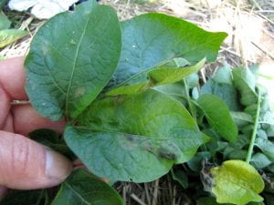 potato leaf