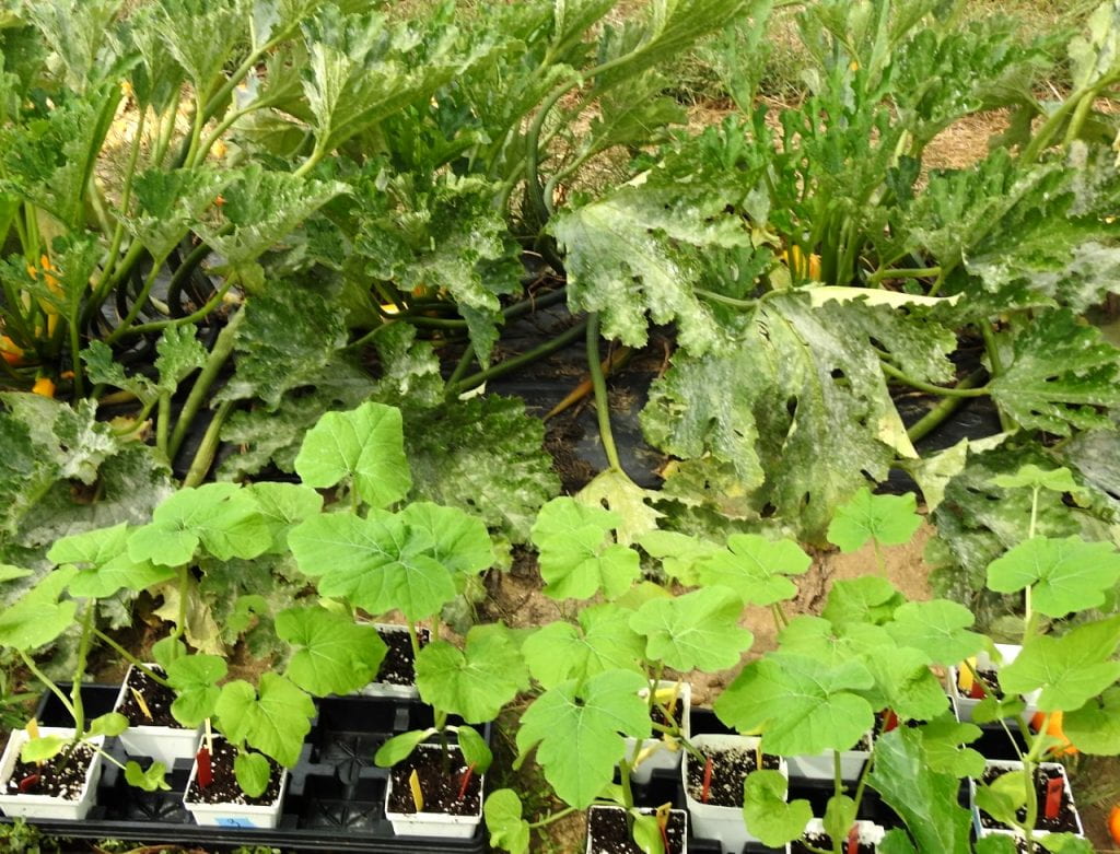 Fungicide-treated seedlings in commercial spring summer squash