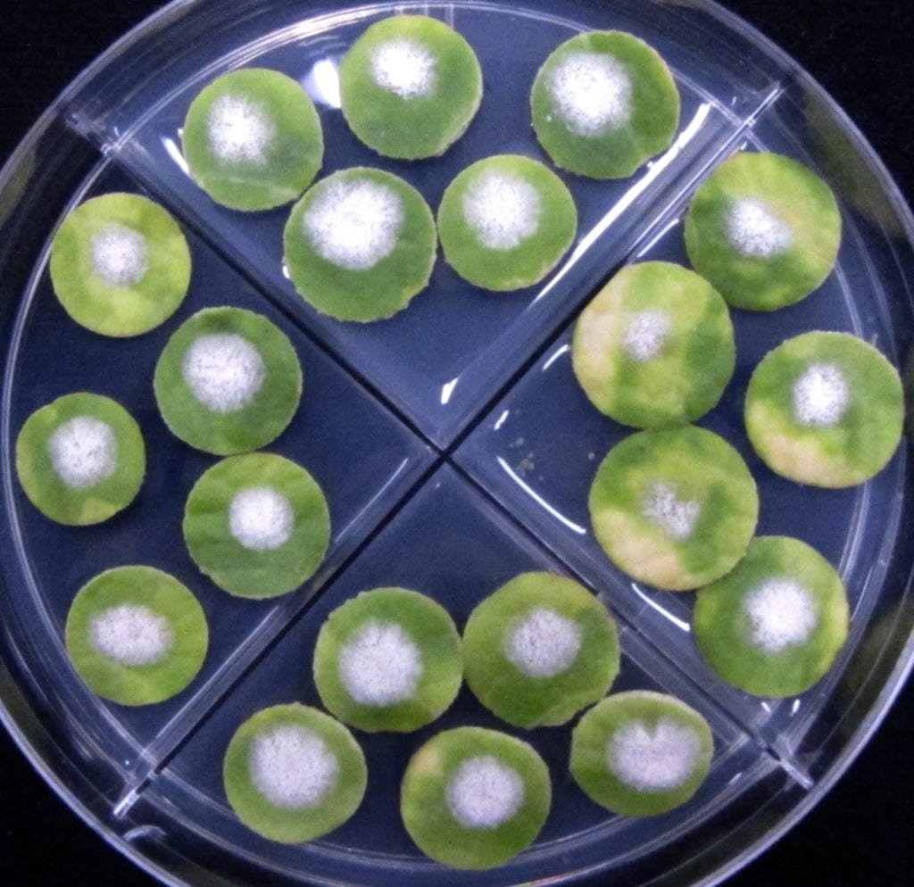 Bioassay plates with leaf disks treated with Endura (left section of plate), Torino (top), and Quintec (right) all at field doses.  Powdery mildew pathogen isolate tested in the first plate is resistant to all 3 fungicides