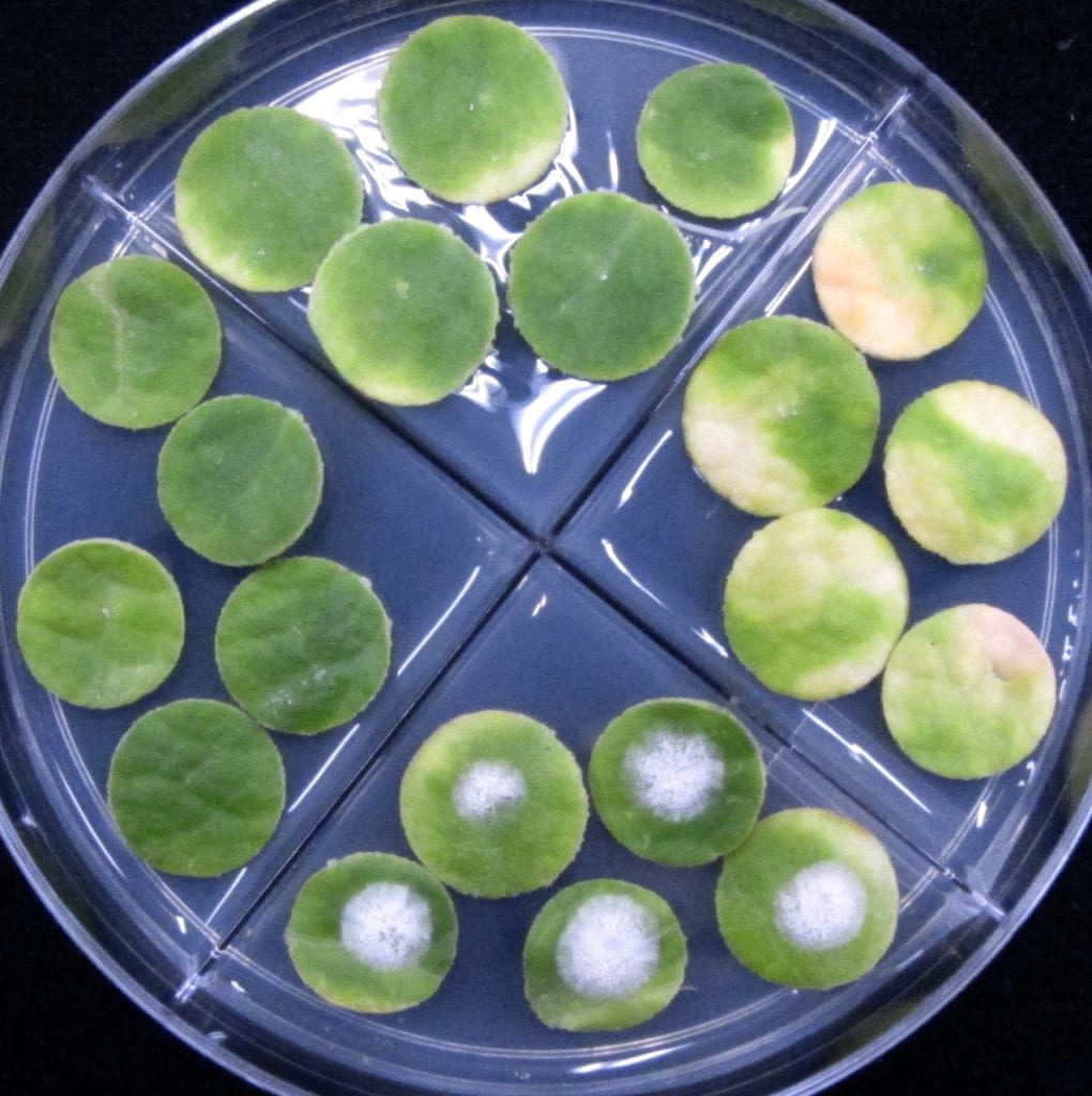 isolate in second plate was only able to grow on nontreated leaf disks