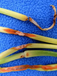 anthracnose of garlic scapes  