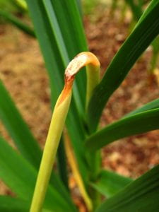 anthracnose of garlic scapes 