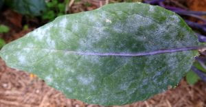 powdery mildew on Hon Tsai Tai (Brassica rapa)