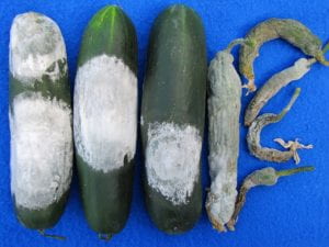 cucumbers infected with pythium fruit rot