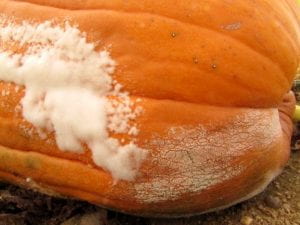 Pumpkin fruit infected by both Pythium fruit rot and Phytophthora fruit rot